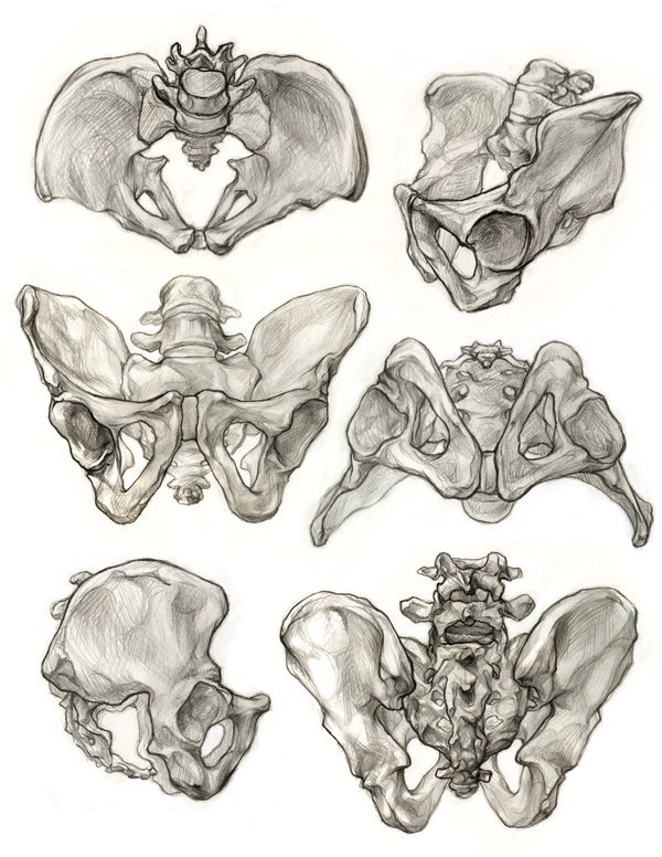 ape to upright evolution