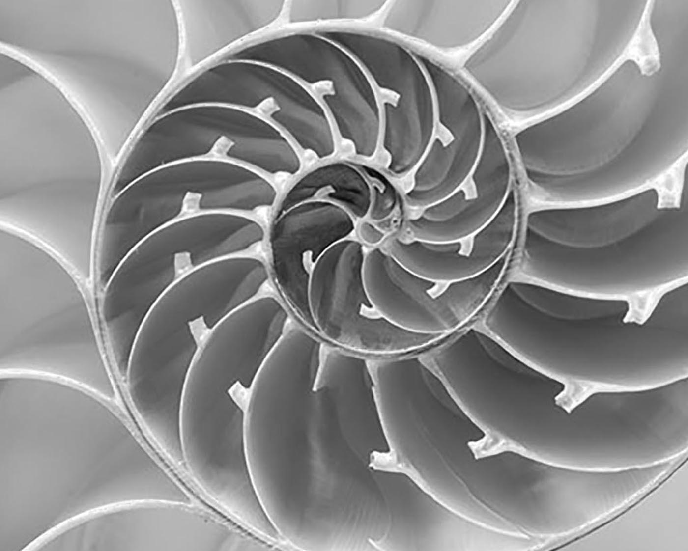 Nautilus,Shell,Section nautilus shell
